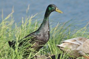 Mallard Duck at Junction City, Texas