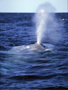 Blow: a cloud or column of moist air forcefully expelled through the blowhole when the whale surfaces to breath. For some species of whale this can be seen from many kilometers away. It is also sometimes referred to as a spout.